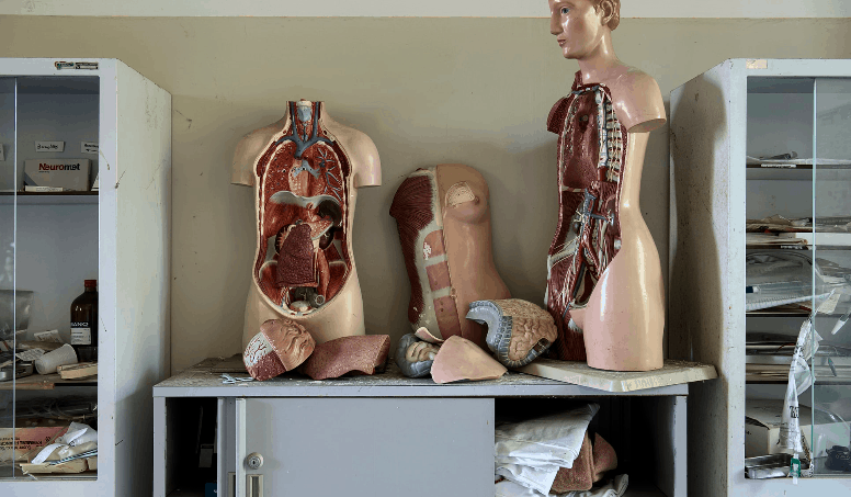 Human Body